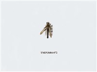 藏品(雙翅目)的圖片